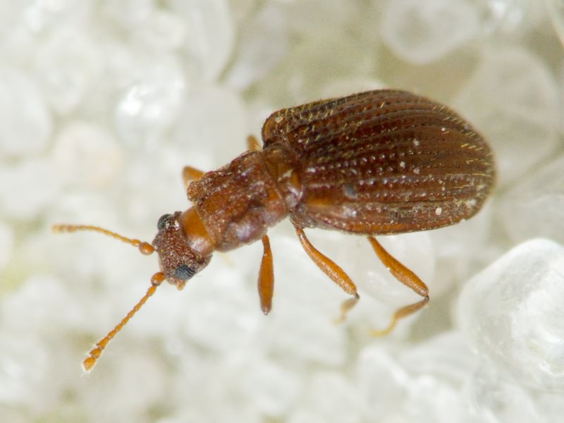 Stephostethus angusticollis (Gyllenhal, 1827)